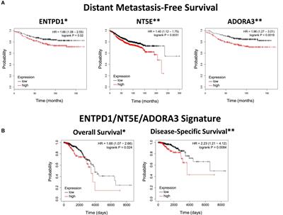 Association of adenosine signaling gene signature with estrogen receptor-positive breast and prostate cancer bone metastasis